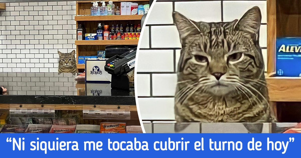 19 Gatos que podrían ser “empleados del mes” si les ofrecieran el trabajo