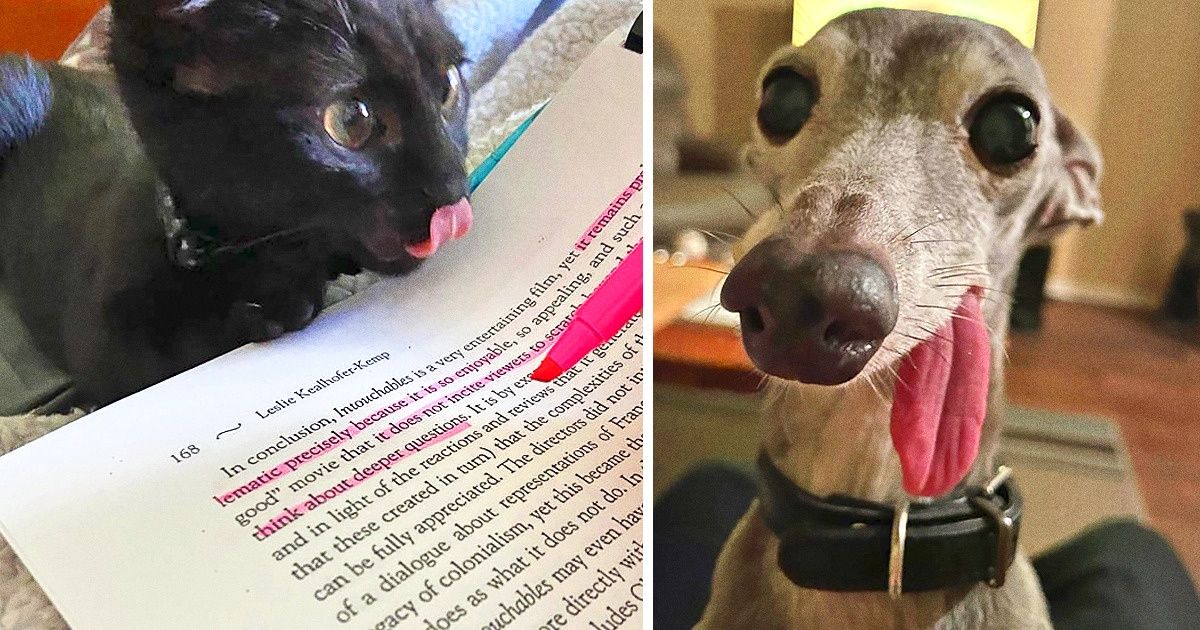 25+ Animales que nos hacen sonreír al ver sus lenguas divertidas