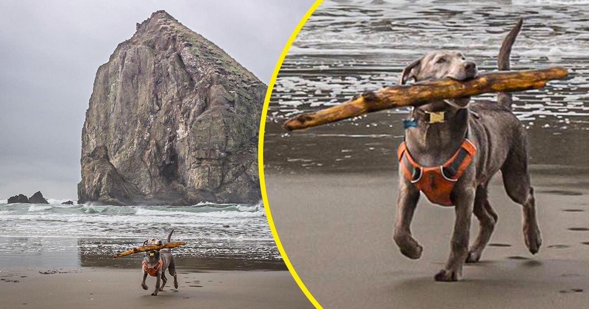 20 Perros que nos causaron dulzura y gracia con sus ocurrencias en medio de un paseo en la naturaleza