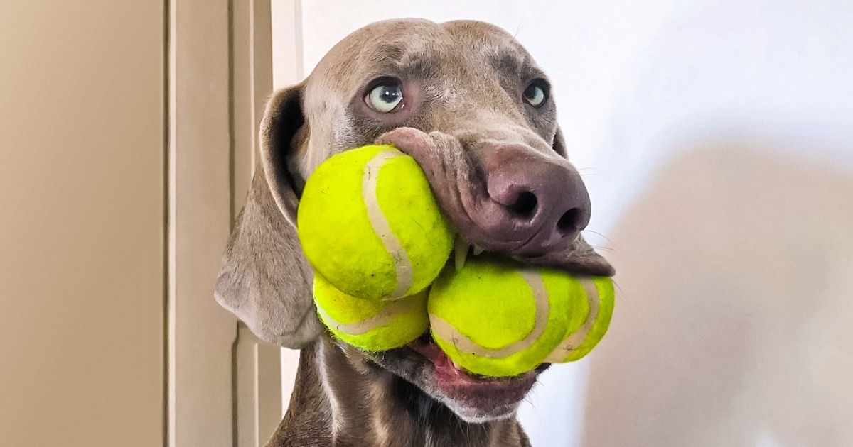 30 Razones que nos hacen amar a los weimaraner