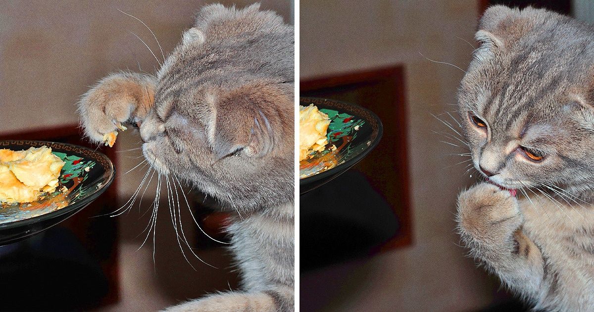 Por qué los gatos son tan glotones Por qué los gatos son tan glotones