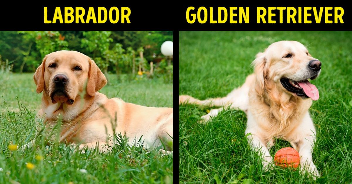 19 Cosas que pensamos que son lo mismo, pero son totalmente diferentes
