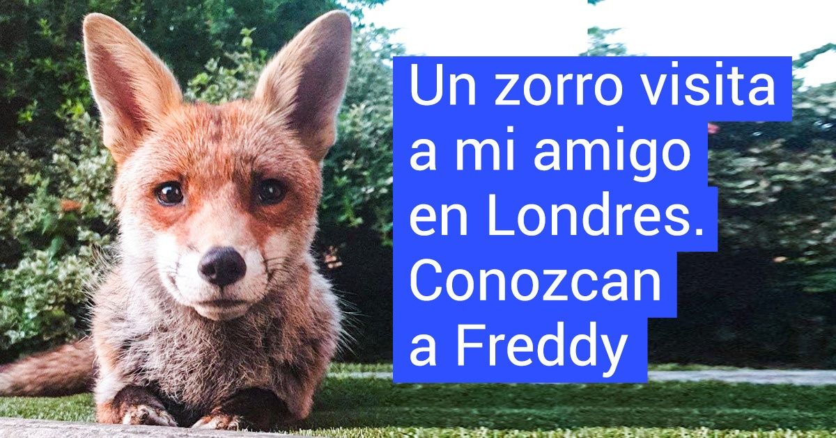 21 Zorros a los que les encanta visitar la casa de los humanos, y fueron captados infraganti 21 Zorros a los que les encanta visitar la casa de los humanos, y fueron captados infraganti