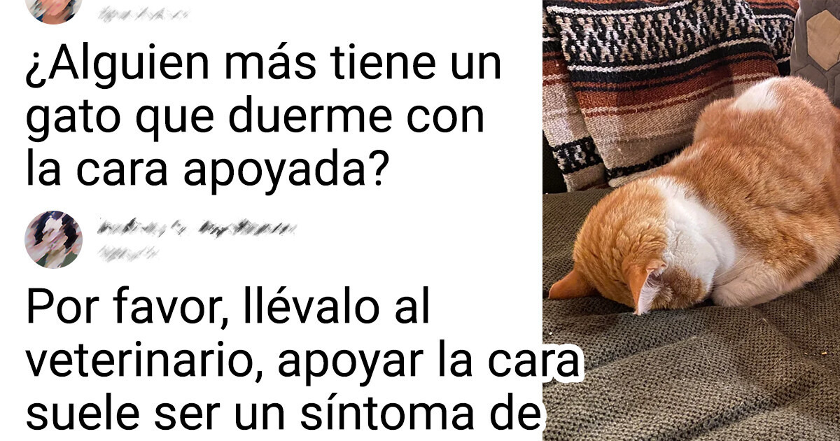 Descubre qué dice la postura de sueño de tu gato Descubre qué dice la postura de sueño de tu gato