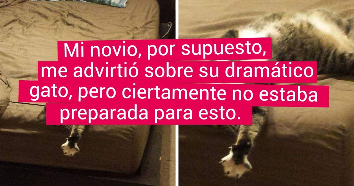 20 Pruebas de que la crisis existencial alcanza a los gatos dondequiera que estén