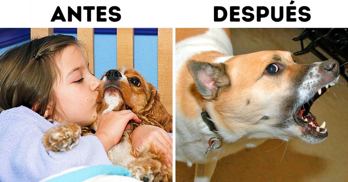 5 Razones para prohibirle a tu mascota que duerma en tu cama