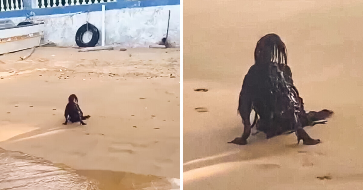 Bañista capta en video a una escalofriante criatura a orillas del mar en plena luz del día