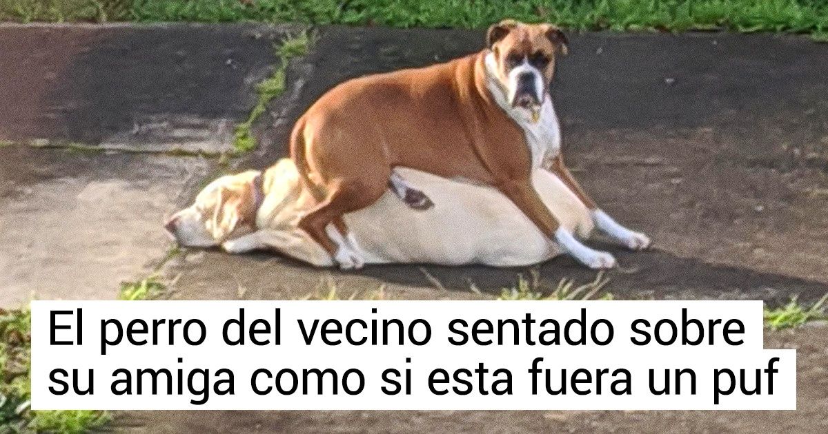 15 Animales a los que no les molesta actuar como unos completos locos 15 Animales a los que no les molesta actuar como unos completos locos