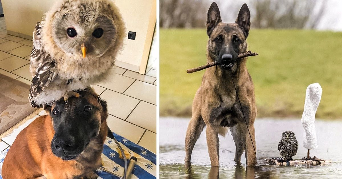 Ingo y Poldi, el perro y el búho inseparables, bajo el lente de su dueña Ingo y Poldi, el perro y el búho inseparables, bajo el lente de su dueña