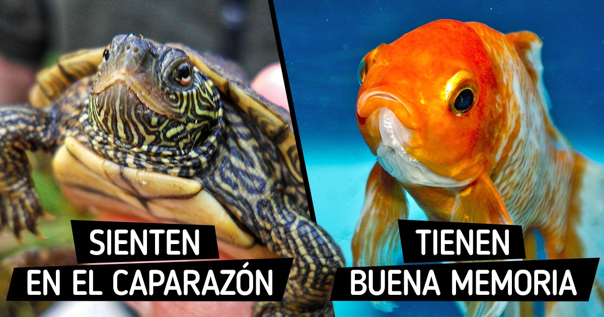10 Datos que podrían ir en contra de algunas cosas que creías del reino animal 10 Datos que podrían ir en contra de algunas cosas que creías del reino animal