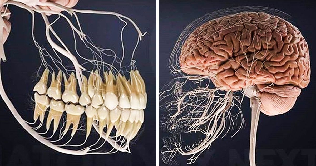 18 Hechos inesperados sobre tu cuerpo que explican muchas cosas