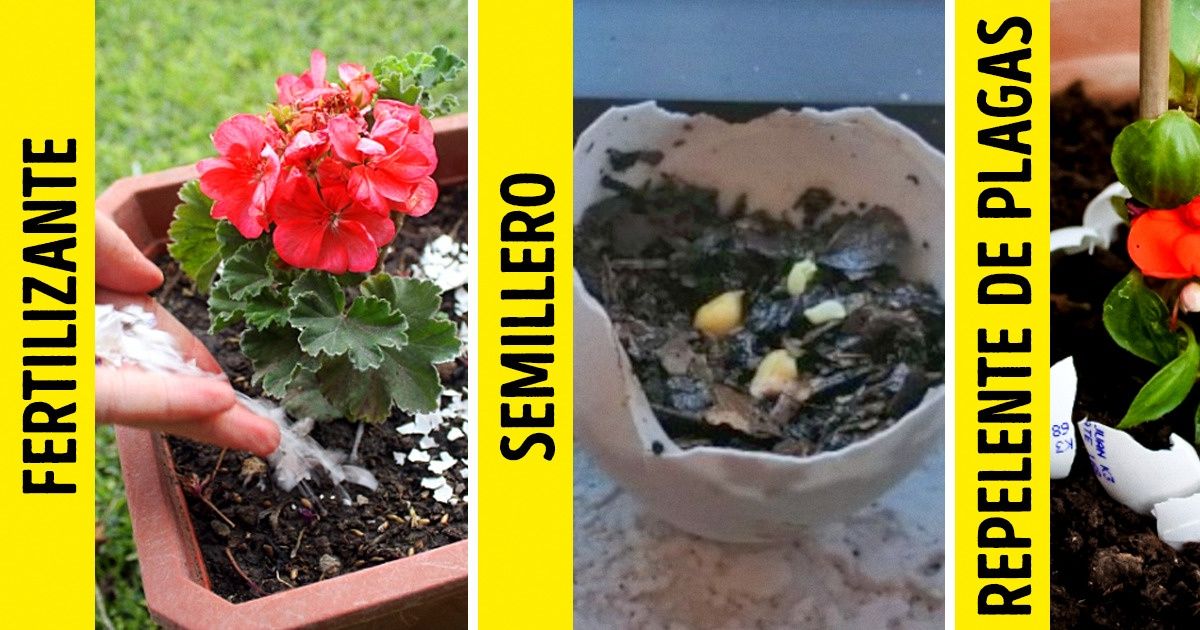 Probamos 10 ideas para sacarle mayor provecho a los componentes del huevo (nunca más desecharás sus cáscaras) Probamos 10 ideas para sacarle mayor provecho a los componentes del huevo (nunca más desecharás sus cáscaras)