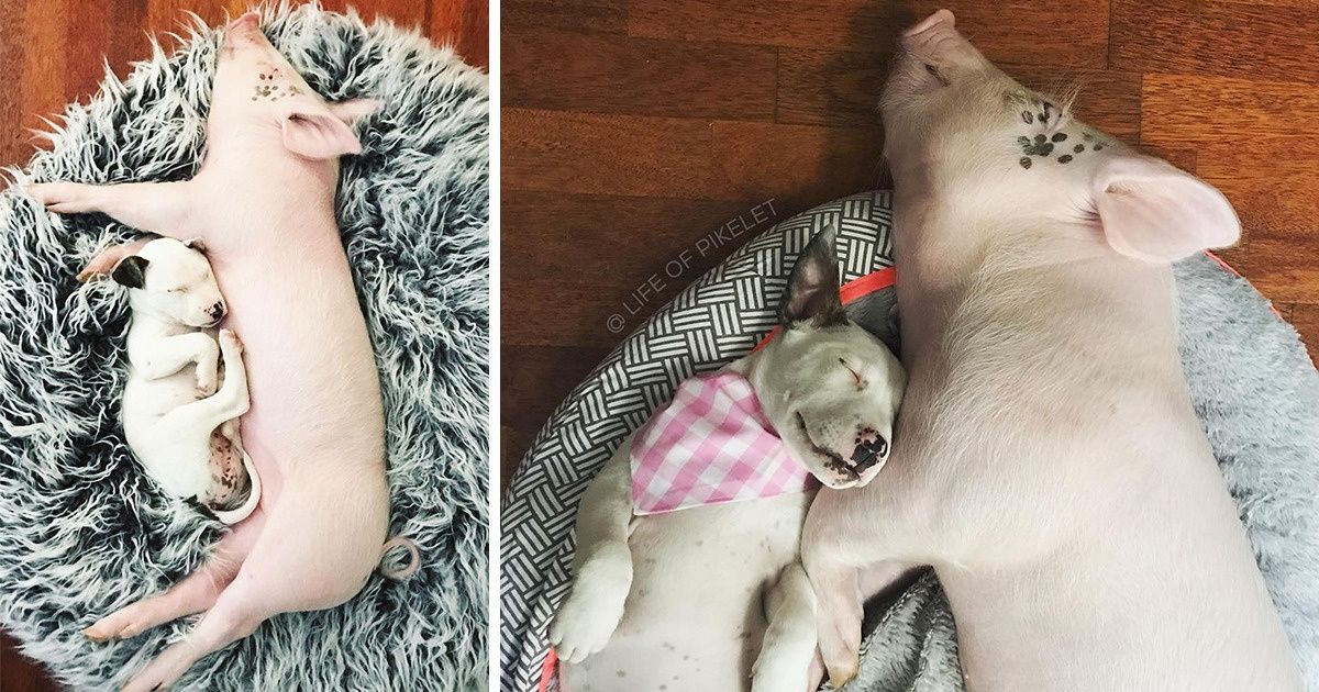 15 Dulces fotos del “antes y después” de animales que crecieron juntos