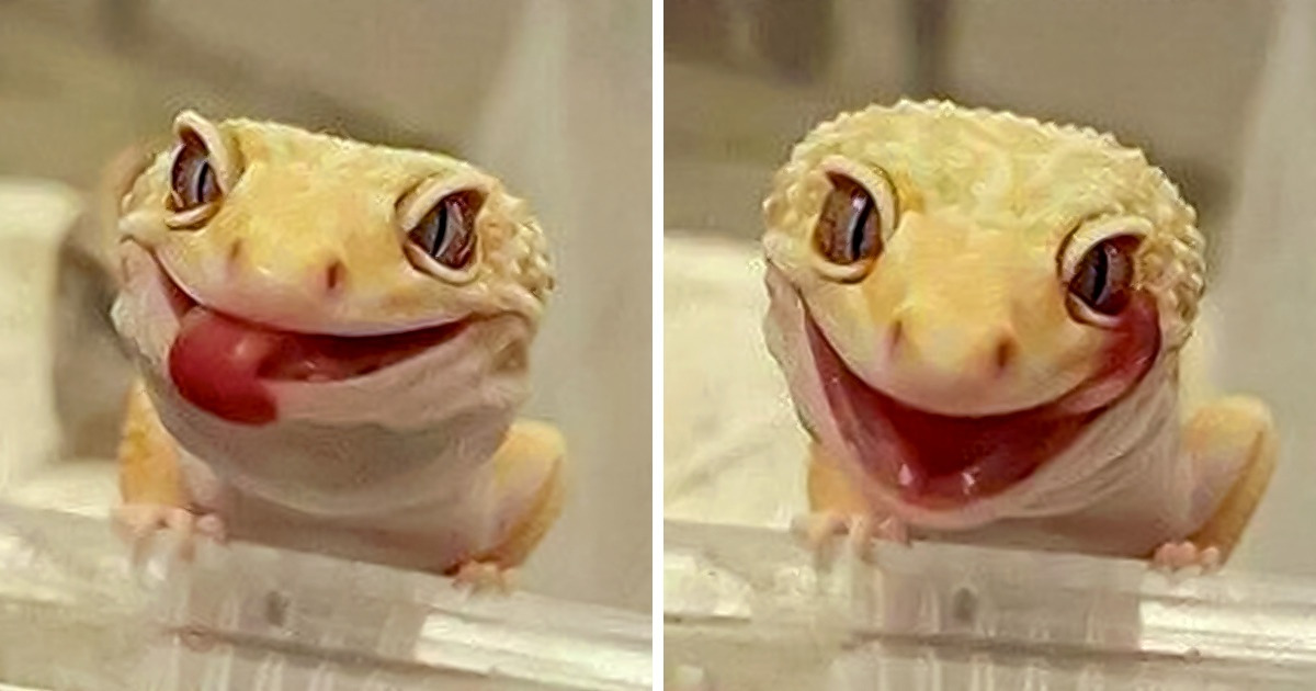 Por qué nunca deberíamos ahuyentar a los gecos y lagartos domésticos Por qué nunca deberíamos ahuyentar a los gecos y lagartos domésticos