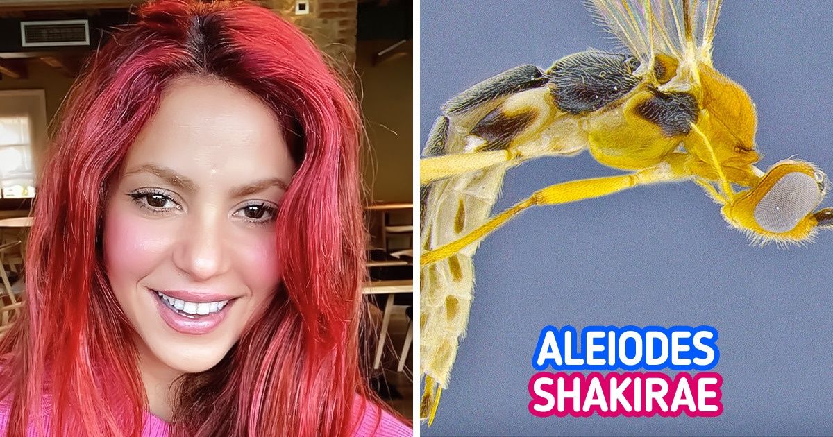 12 Cosas cuyo nombre se decidió usando como inspiración a algún famoso 12 Cosas cuyo nombre se decidió usando como inspiración a algún famoso