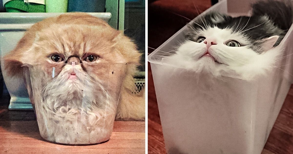 25+ Gatos y otros animales que encontraron diferentes rincones para descansar y, de paso, mostrarnos toda su ternura 25+ Gatos y otros animales que encontraron diferentes rincones para descansar y, de paso, mostrarnos toda su ternura