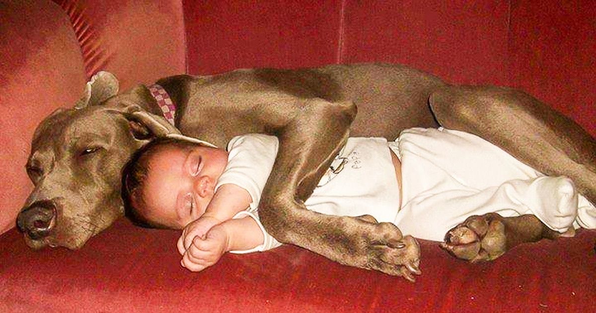 23 Fotos que muestran por qué todo niño debería tener una mascota (imágenes nuevas) 23 Fotos que muestran por qué todo niño debería tener una mascota (imágenes nuevas)