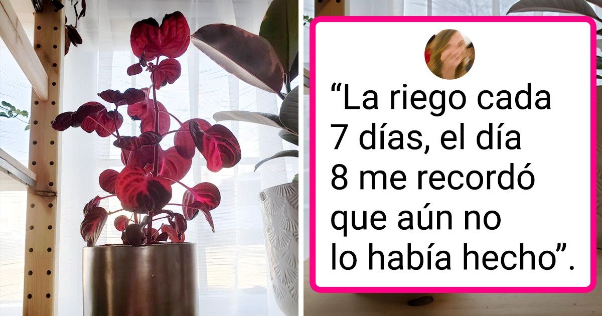 16+ Plantas que dicen “quítate que ahí te voy” incluso a las actrices más dramáticas