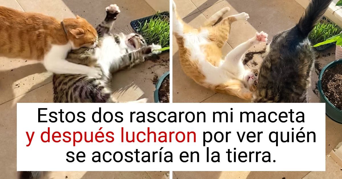 20 Gatos que lograron poner al límite la paciencia de sus humanos 20 Gatos que lograron poner al límite la paciencia de sus humanos