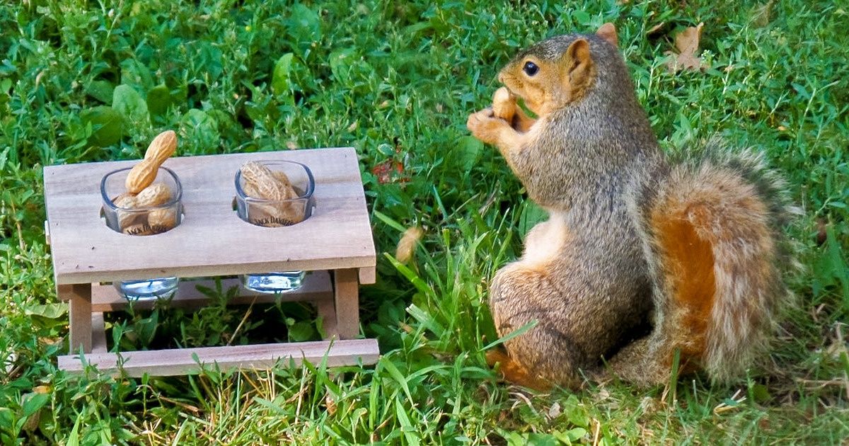 15+ Comederos creativos que fabricaron usuarios de redes 15+ Comederos creativos que fabricaron usuarios de redes