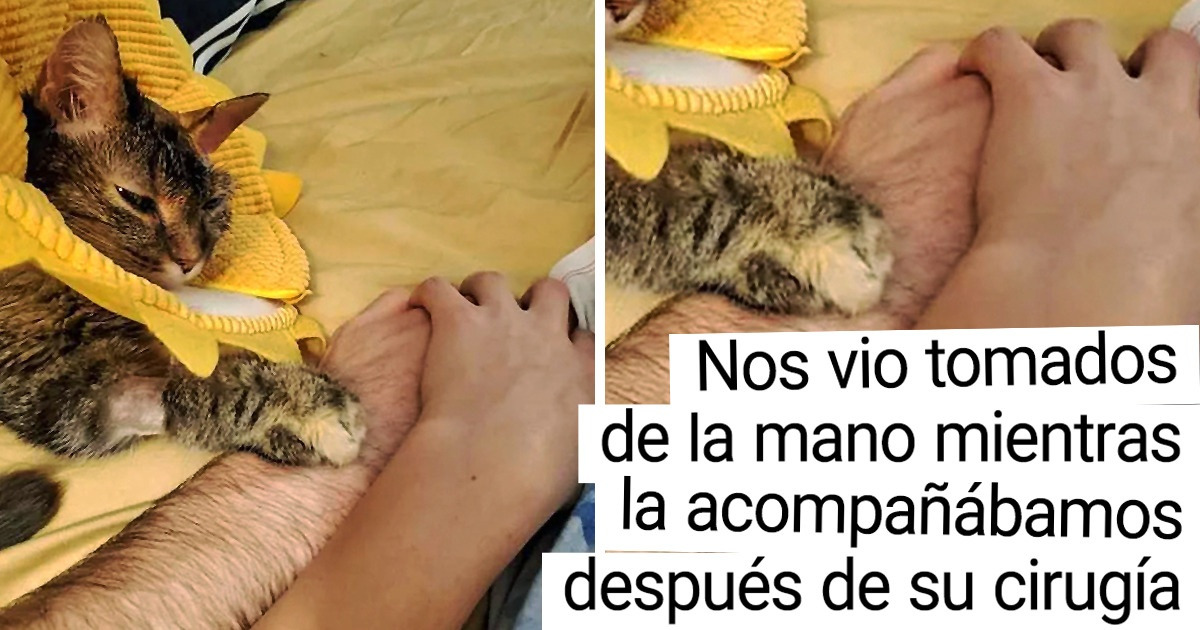 20 Mascotas que aman y son correspondidas de forma incondicional