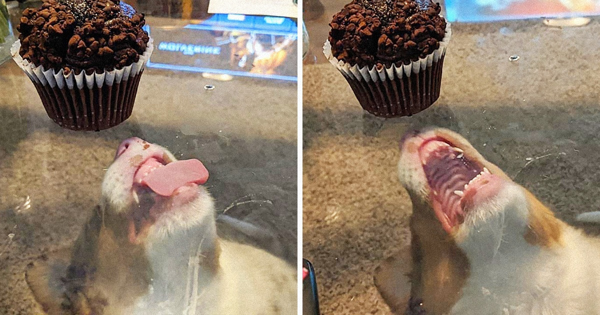 20 Perros que fueron atrapados con las “patas en la masa”