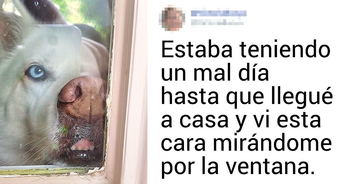 20+ Animales curiosos que no pueden evitar ver por la ventana (algunos no saben disimularlo) 20+ Animales curiosos que no pueden evitar ver por la ventana (algunos no saben disimularlo)