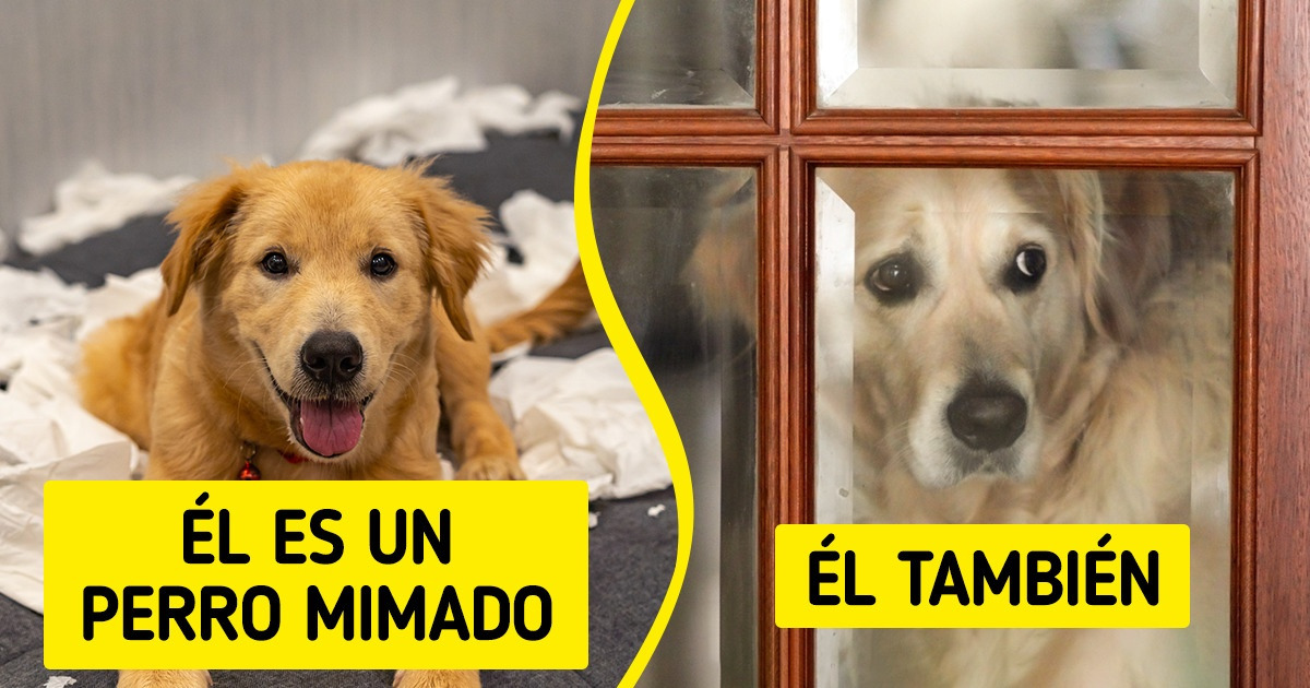 6 Trucos de un especialista para que nuestro perro sea el más educado del parque