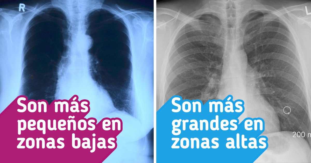 10 Datos sobre cómo cambia la vida a diferentes alturas