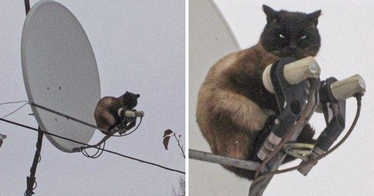 17 Mascotas que estaban aburridas en la casa y llevaron las cosas a un nivel superior 17 Mascotas que estaban aburridas en la casa y llevaron las cosas a un nivel superior