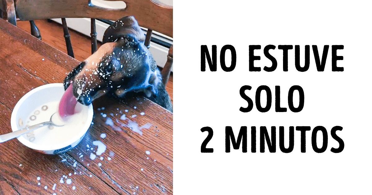 20+ Mascotas que fueron atrapadas con las manos en la masa