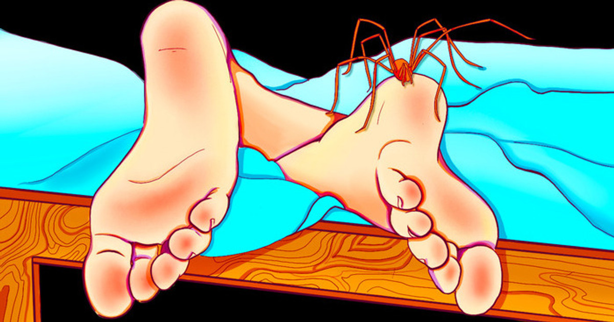 La araña que te dijeron que era peligrosa no lo es