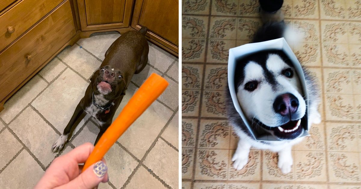 Usuarios de Internet revelaron qué cosas adoran sus mascotas, demostrando que ese amor desafía cualquier lógica