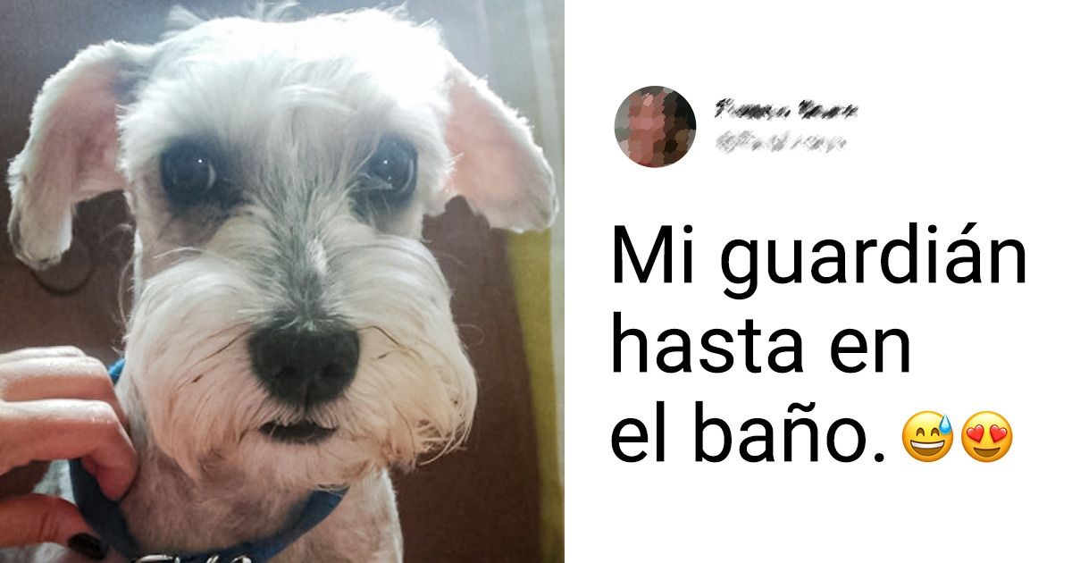15+ Usuarios de Genial reafirmaron con fotos que su schnauzer es mucho más que un cachorro de cejas peludas