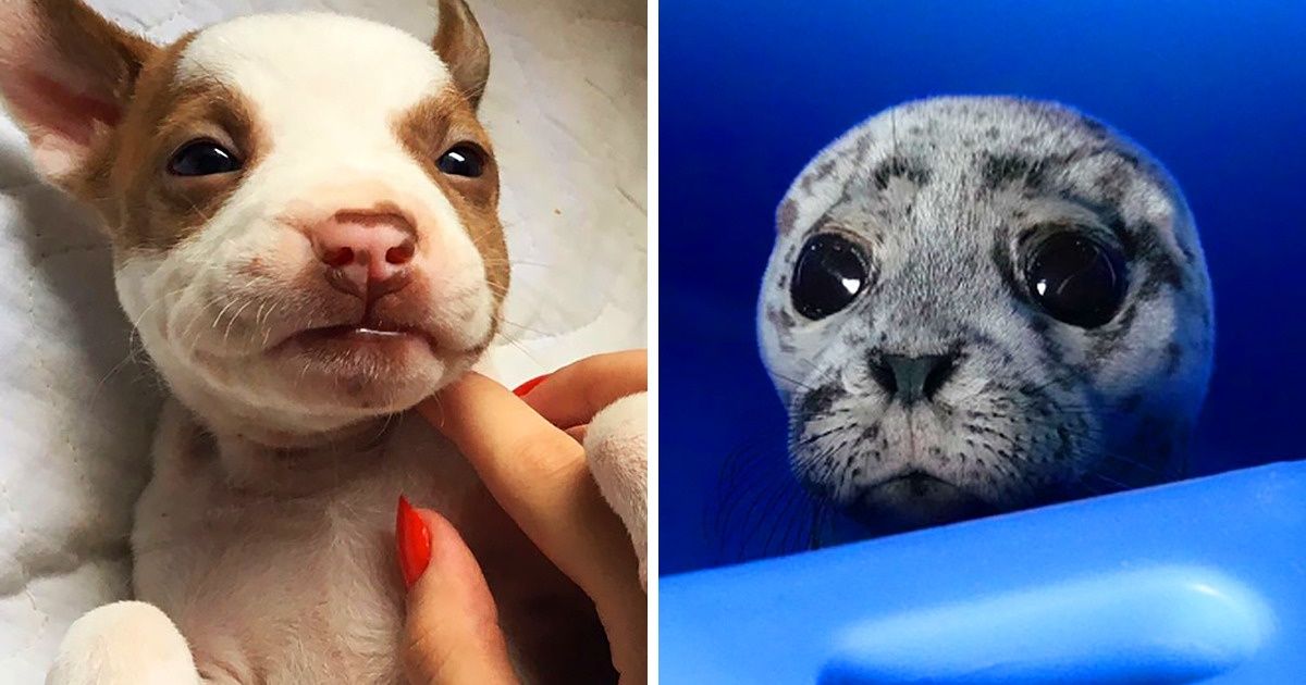 28 Animales bebés tan adorables que alegrarán hasta el día más triste