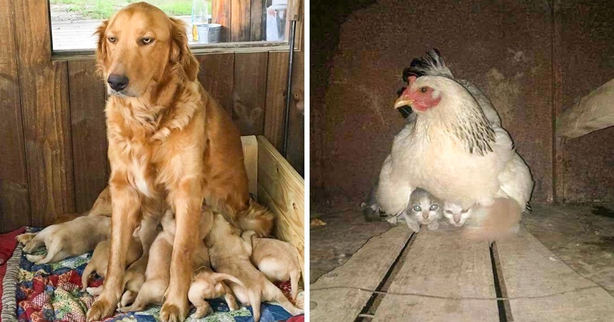 Los animales decidieron mostrarnos de qué se trata la maternidad y no podemos dejar de vernos reflejados en ellos