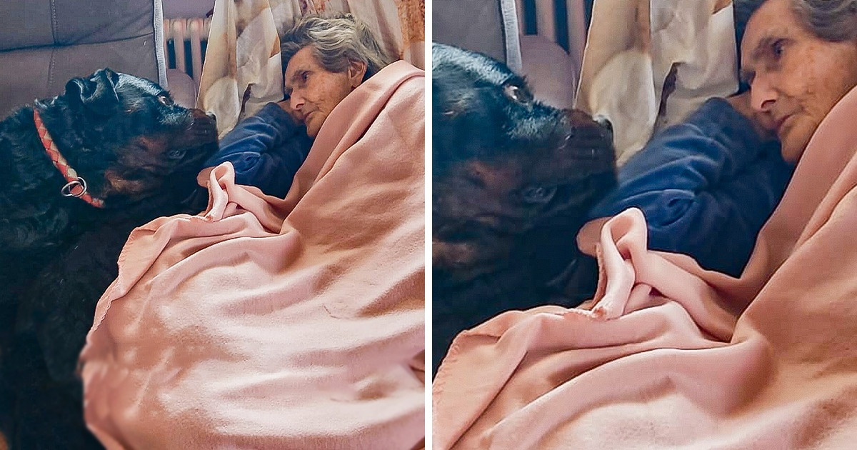 15 Fotos que demuestran que un perro, más que un amigo, puede ser nuestro salvador