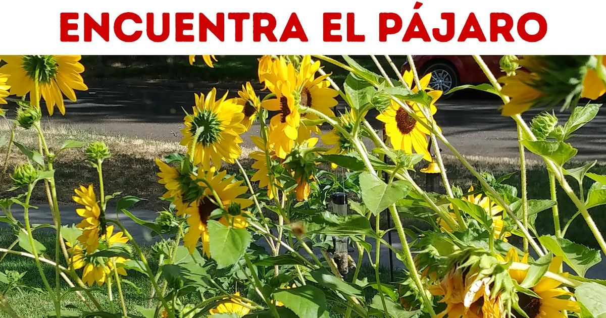 Reto: ¿Puedes encontrar a los animales ocultos en estas 12 imágenes?