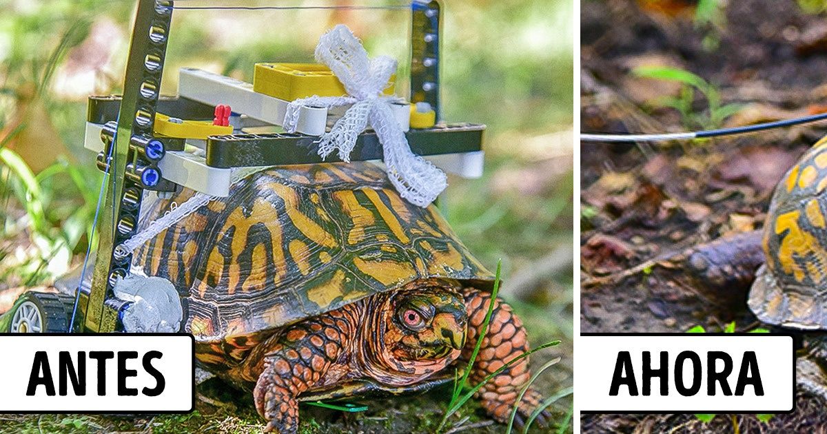 Una tortuga logró sanar gracias a una silla de ruedas de legos, y su historia nos alegró el corazón Una tortuga logró sanar gracias a una silla de ruedas de legos, y su historia nos alegró el corazón