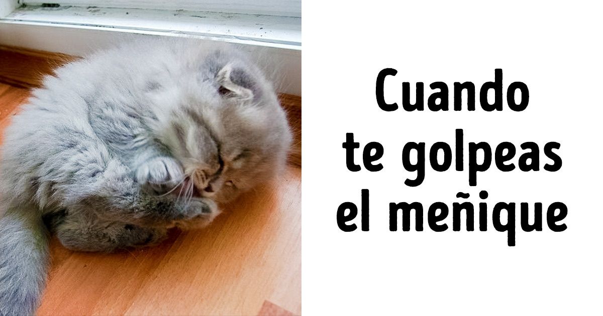 21 Pruebas de que los animales son iguales a las personas, solo que en abrigos de piel (nueva selección)