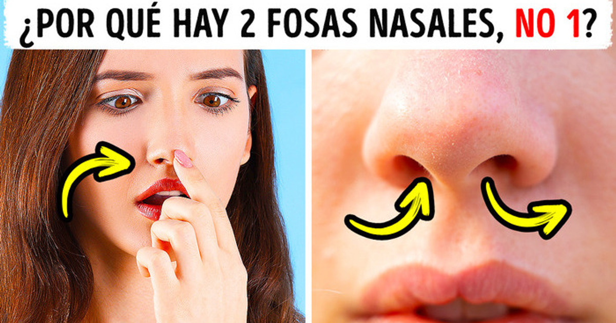 Por qué tenemos 2 fosas nasales si solo usamos una