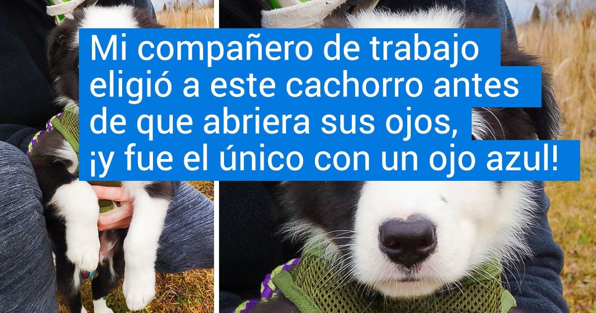 20 Perros “border collie” que la naturaleza premió con belleza y un toque de ternura
