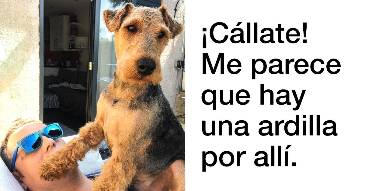 Las fotos de perros son un excelente antidepresivo, y aquí hay 19 pruebas de eso