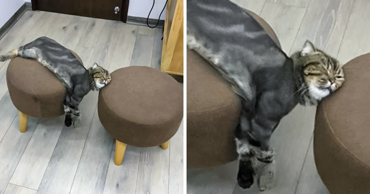 22 Evidencias de que los gatos pueden hacernos reír incluso sin intentarlo