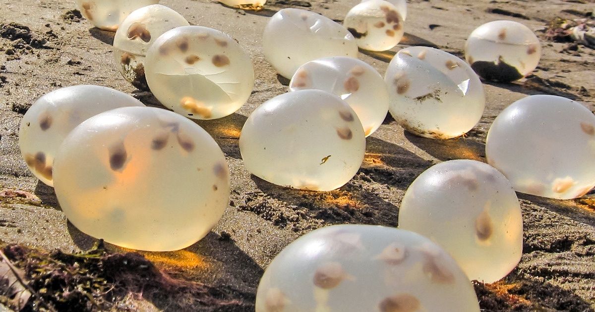 11 Sorpresas de la naturaleza que te harán gritar “¡¿Es en serio?!” 11 Sorpresas de la naturaleza que te harán gritar “¡¿Es en serio?!”