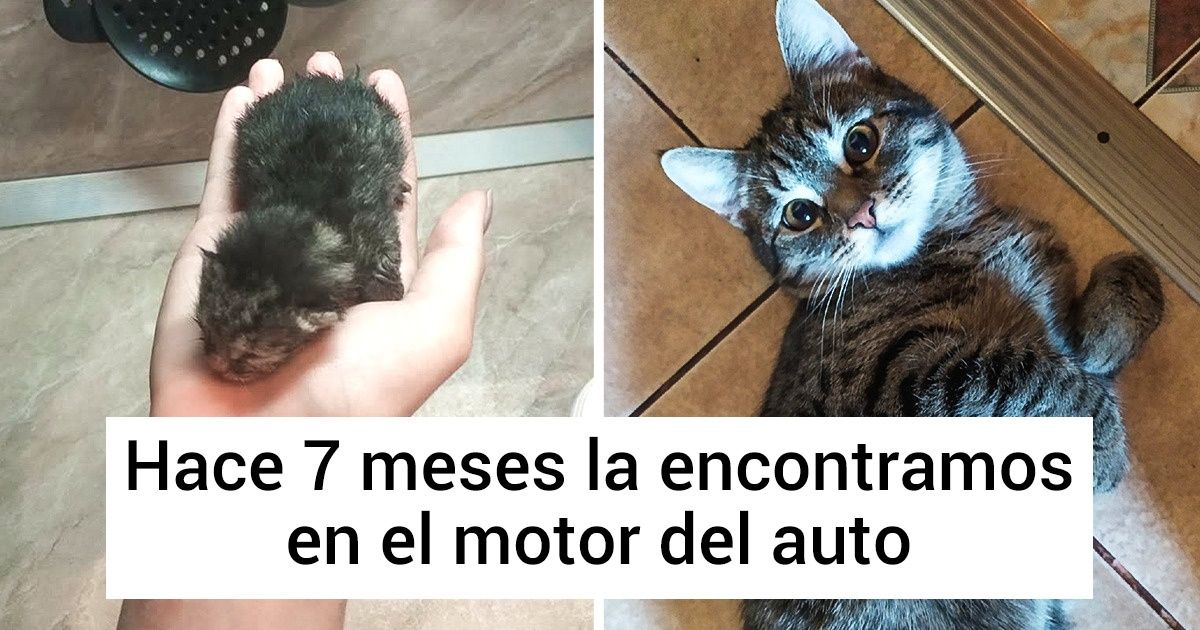 20+ Fotos conmovedoras que muestran lo rápido que crecen nuestras mascotas 20+ Fotos conmovedoras que muestran lo rápido que crecen nuestras mascotas