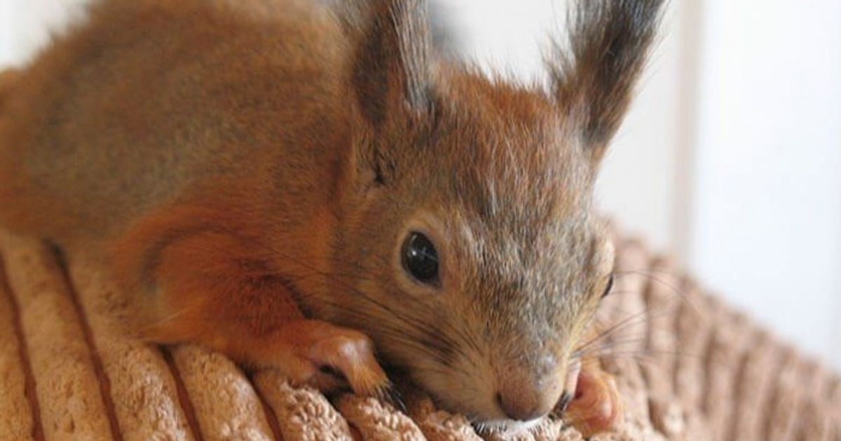 Datos curiosos que harán que estos animales te parezcan aún más adorables