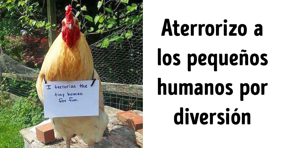 15 Gallinas y peces “confiesan” sus travesuras en la red con ingeniosos carteles 15 Gallinas y peces “confiesan” sus travesuras en la red con ingeniosos carteles