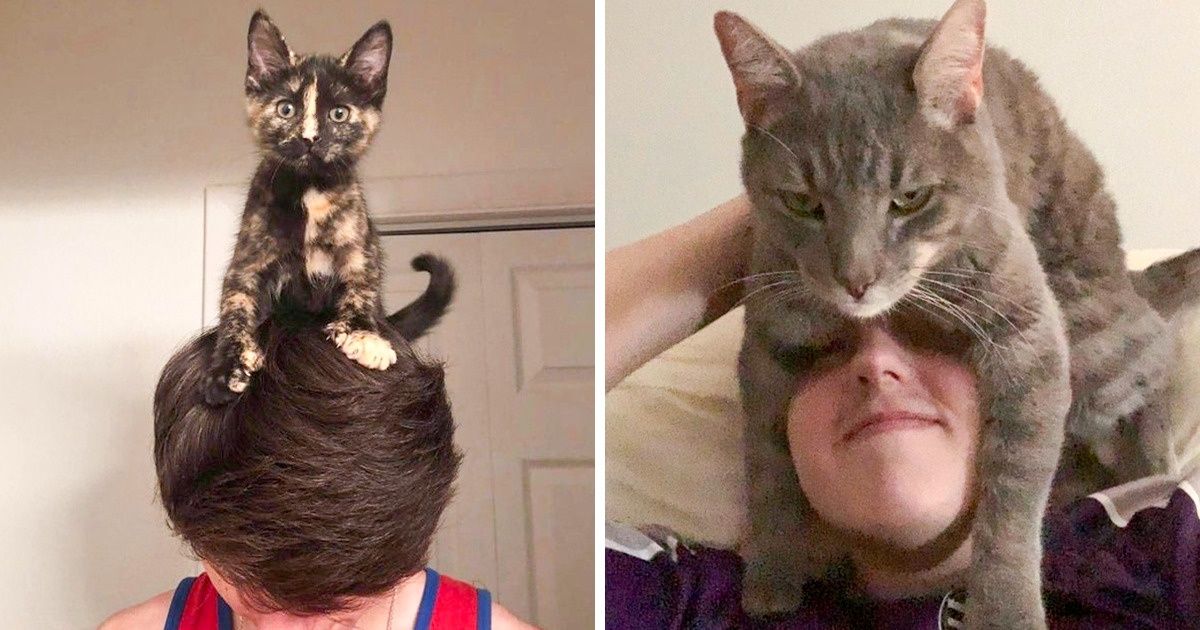 15+ Gatos que se creen sombreros (y no les da pena subirse a sus dueños)