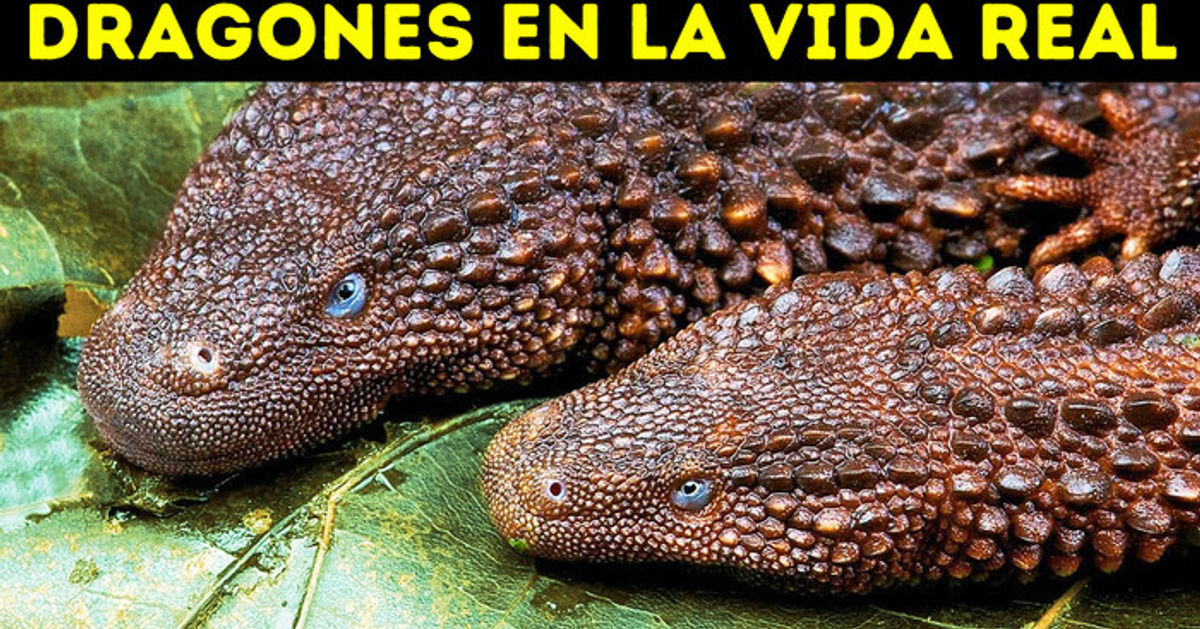 Qué pasaría si encontraras un dragón